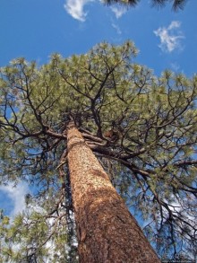 Перекресток семи дорог ... Три дня во Флагстаффе