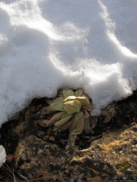 Перекресток семи дорог ... Три дня во Флагстаффе