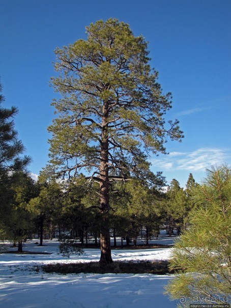 Перекресток семи дорог ... Три дня во Флагстаффе
