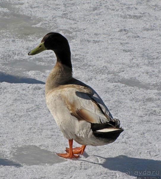 Перекресток семи дорог ... Три дня во Флагстаффе