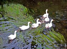 Жили у бабуси беленькие гуси...