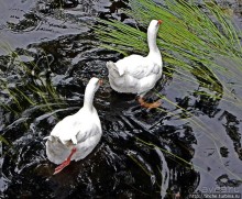 Жили у бабуси беленькие гуси...