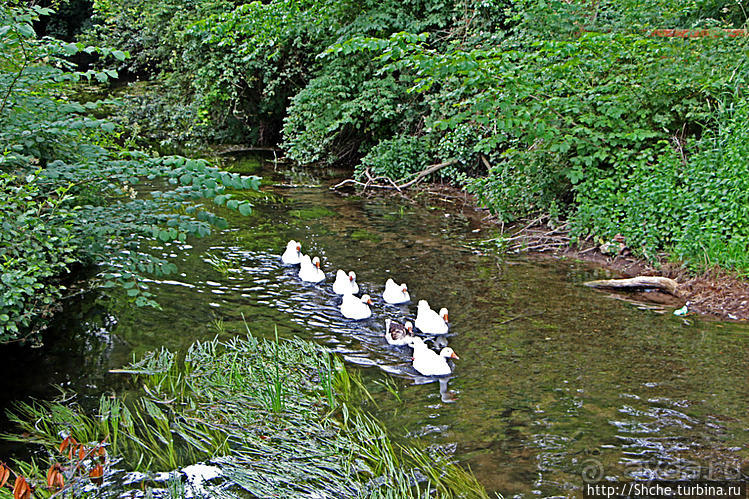Жили у бабуси беленькие гуси...