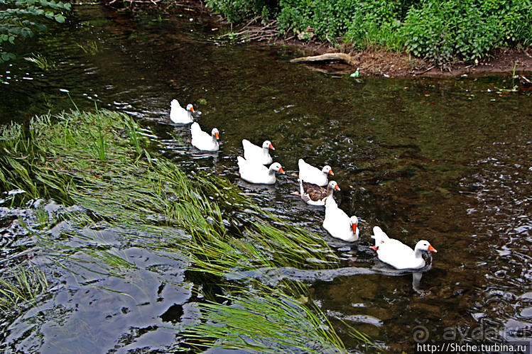 Жили у бабуси беленькие гуси...