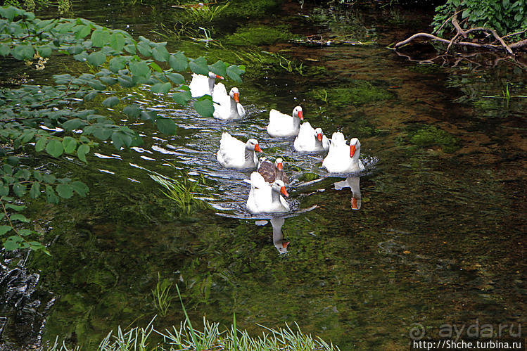 Жили у бабуси беленькие гуси...