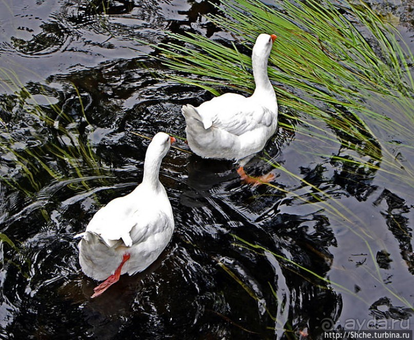 Жили у бабуси беленькие гуси...