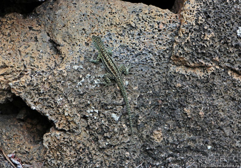 Playa Brava — километр чистейшего песка для морских игуан