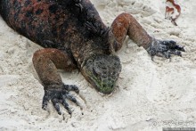 Playa Brava — километр чистейшего песка для морских игуан