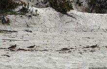 Playa Brava — километр чистейшего песка для морских игуан