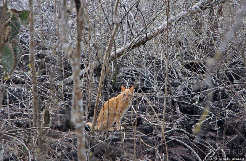 Playa Brava — километр чистейшего песка для морских игуан