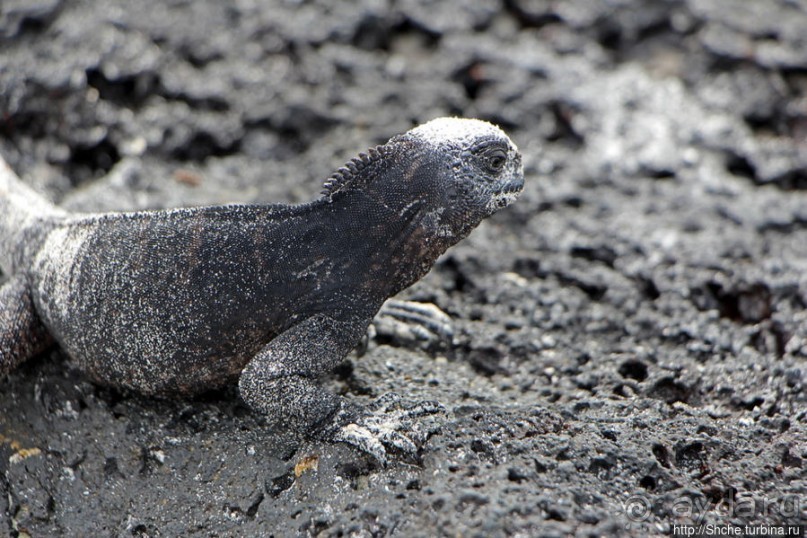 Playa Brava — километр чистейшего песка для морских игуан