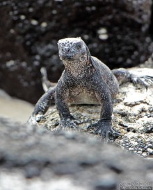 Playa Brava — километр чистейшего песка для морских игуан