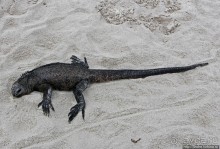 Playa Brava — километр чистейшего песка для морских игуан