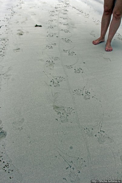 Playa Brava — километр чистейшего песка для морских игуан