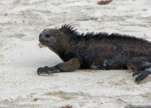 Playa Brava — километр чистейшего песка для морских игуан