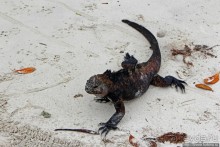 Playa Brava — километр чистейшего песка для морских игуан