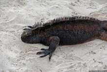 Playa Brava — километр чистейшего песка для морских игуан