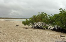 Playa Brava — километр чистейшего песка для морских игуан