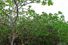 Playa Brava — километр чистейшего песка для морских игуан