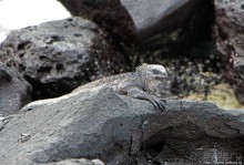 Playa Brava — километр чистейшего песка для морских игуан