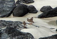 Playa Brava — километр чистейшего песка для морских игуан