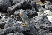 Playa Brava — километр чистейшего песка для морских игуан