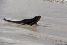 Playa Brava — километр чистейшего песка для морских игуан