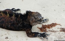 Playa Brava — километр чистейшего песка для морских игуан