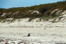 Playa Brava — километр чистейшего песка для морских игуан