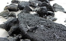 Playa Brava — километр чистейшего песка для морских игуан