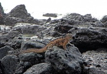 Playa Brava — километр чистейшего песка для морских игуан