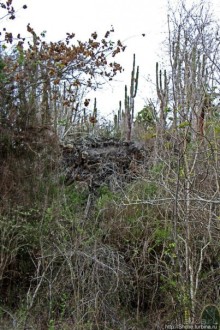 Playa Brava — километр чистейшего песка для морских игуан