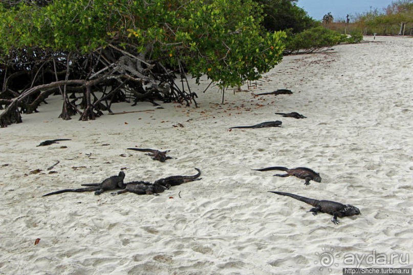 Playa Brava — километр чистейшего песка для морских игуан