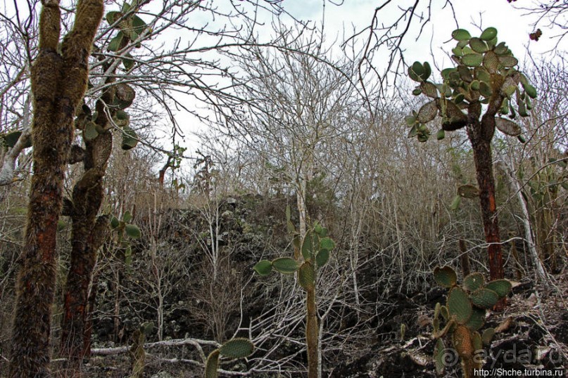 Playa Brava — километр чистейшего песка для морских игуан