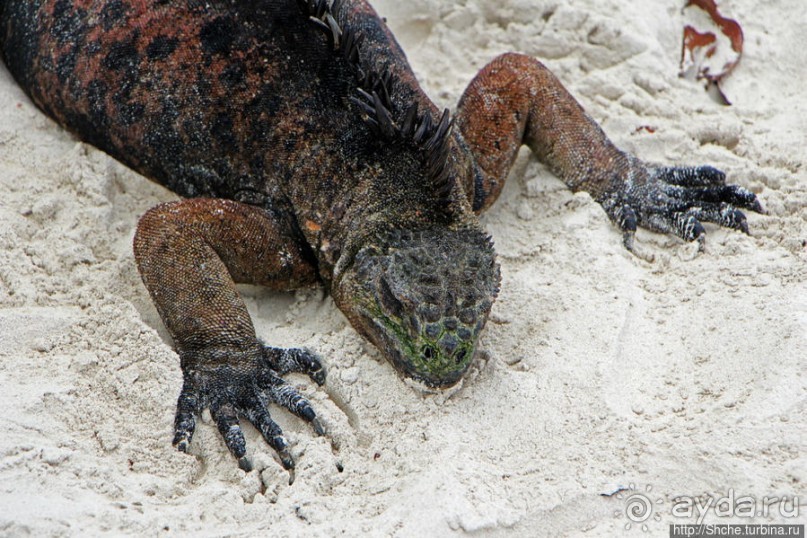 Playa Brava — километр чистейшего песка для морских игуан