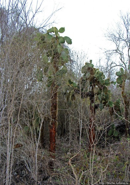 Альбом отзыва "Playa Brava — километр чистейшего песка для морских игуан"