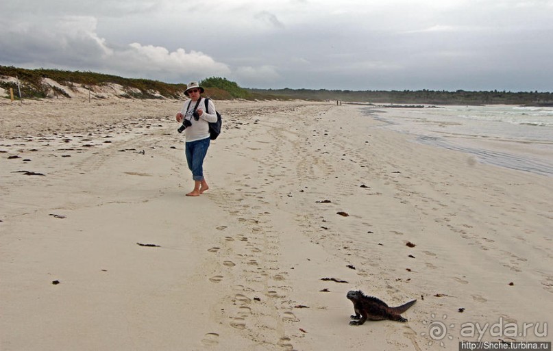 Playa Brava — километр чистейшего песка для морских игуан