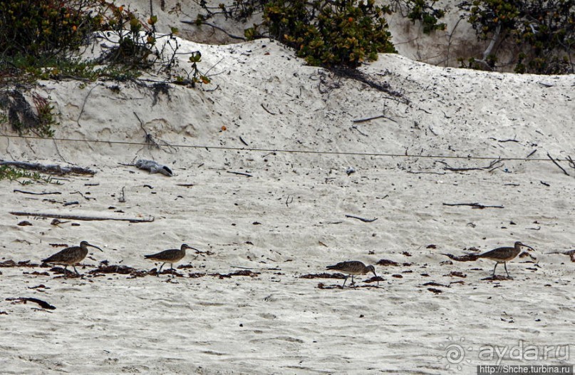 Playa Brava — километр чистейшего песка для морских игуан