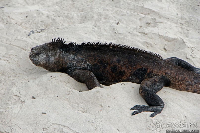 Playa Brava — километр чистейшего песка для морских игуан