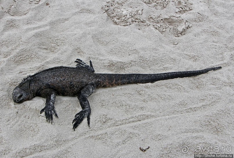 Playa Brava — километр чистейшего песка для морских игуан