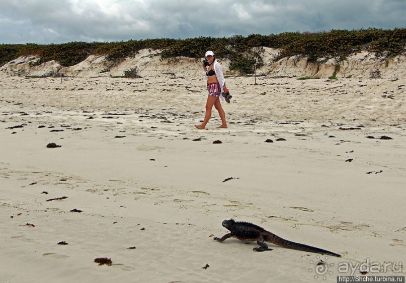 Playa Brava — километр чистейшего песка для морских игуан