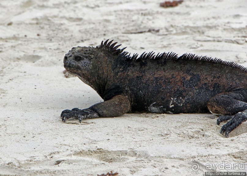 Playa Brava — километр чистейшего песка для морских игуан
