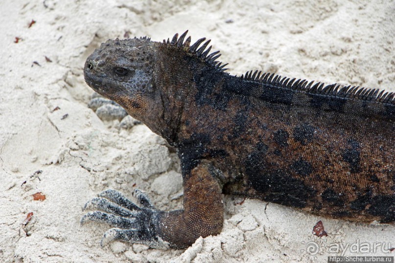 Playa Brava — километр чистейшего песка для морских игуан