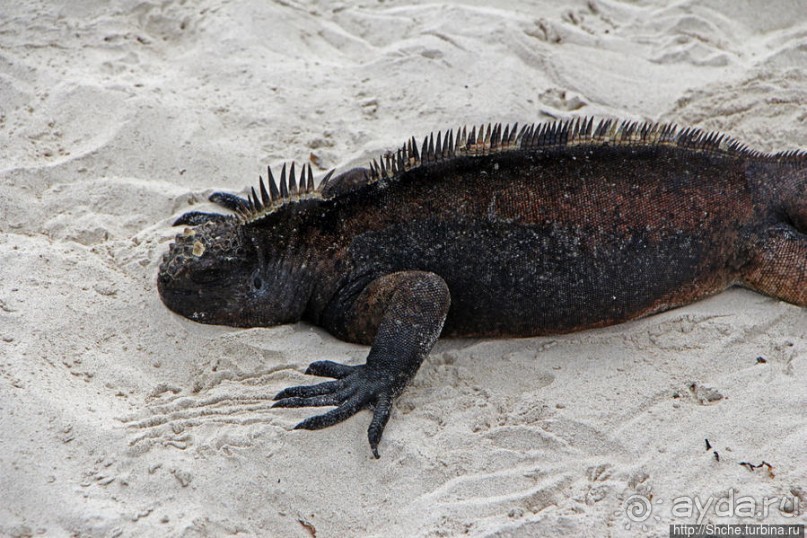 Playa Brava — километр чистейшего песка для морских игуан