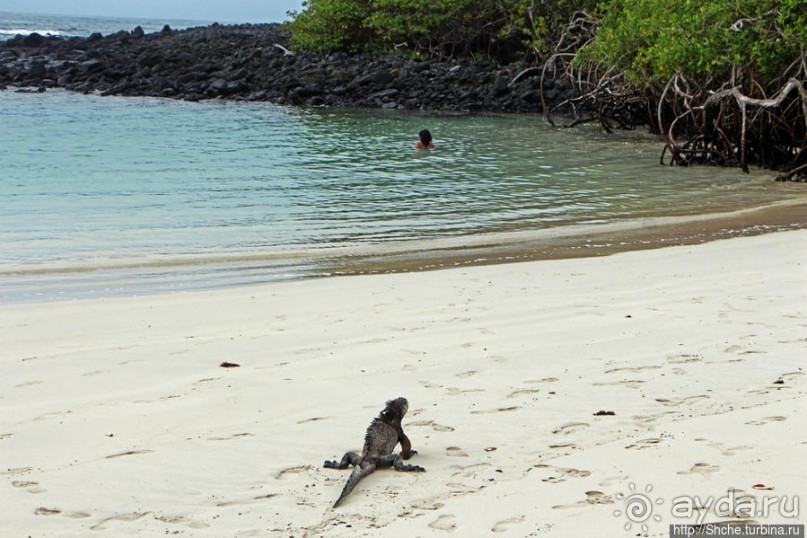 Playa Brava — километр чистейшего песка для морских игуан