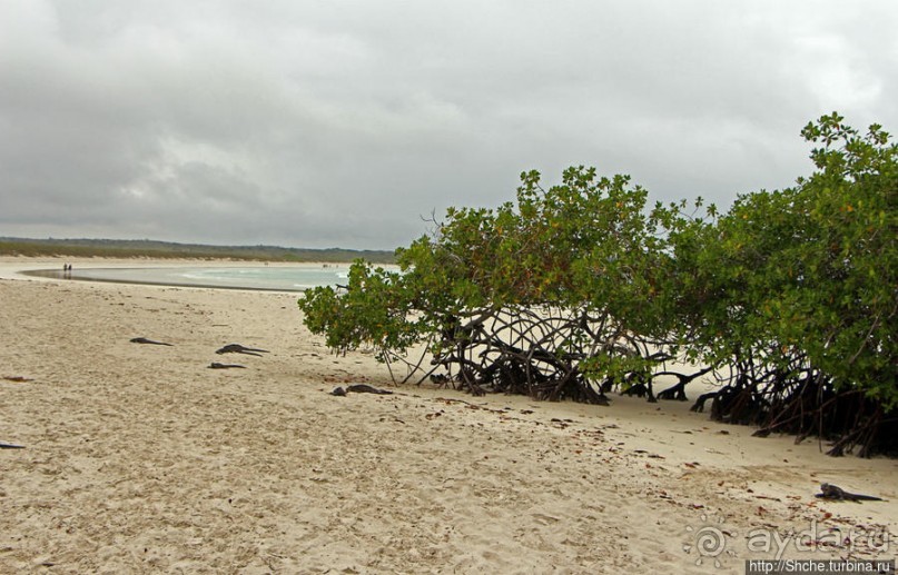 Playa Brava — километр чистейшего песка для морских игуан