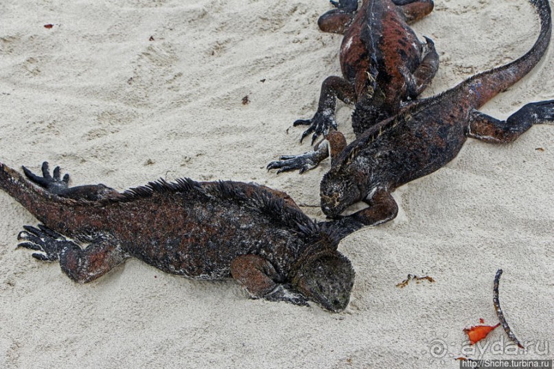 Playa Brava — километр чистейшего песка для морских игуан