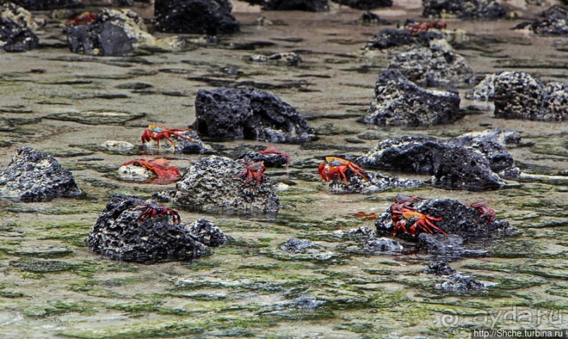 Playa Brava — километр чистейшего песка для морских игуан