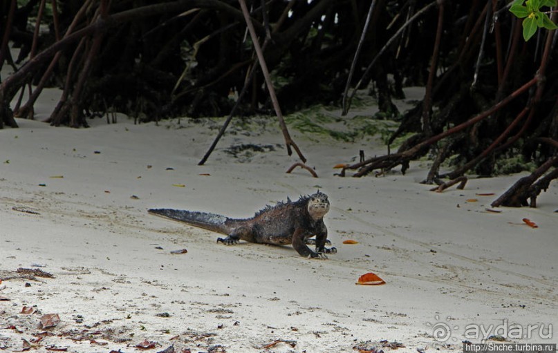 Playa Brava — километр чистейшего песка для морских игуан