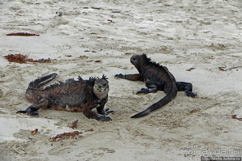 Playa Brava — километр чистейшего песка для морских игуан